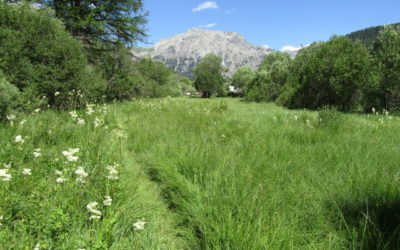 Un projet de préservation du marais de Névache qui démarre