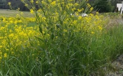 Espèce envahissante en Clarée : la Bunias d’Orient