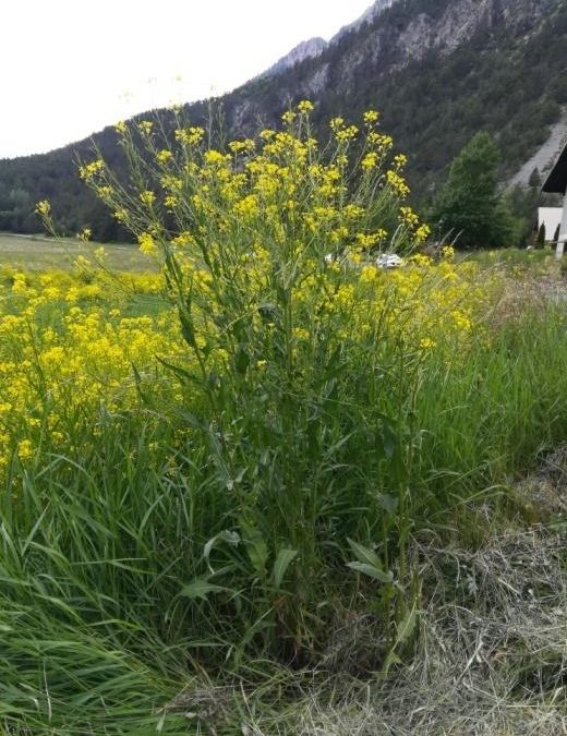 Espèce envahissante en Clarée : la Bunias d’Orient