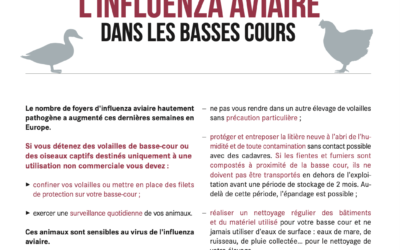Avis aux propriétaire d’oiseaux, poules… Renforcement des mesures de Biosécurité pour lutter contre l’Influenza Aviaire