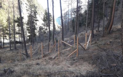 Pourquoi des enclos à proximité du chalet forestier des Combes ?