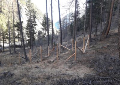 Milieu clôturé protégé de l'impact du grand gibier.