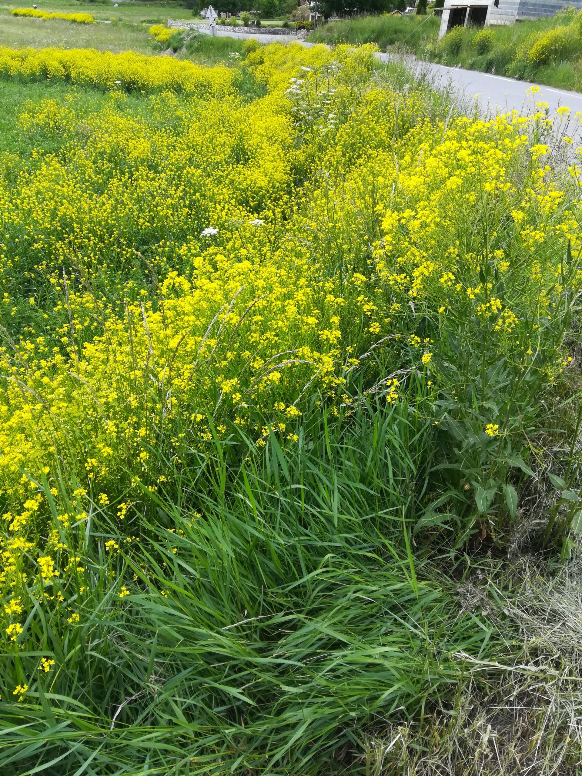 Chantier bénévole pour l’arrachage d’une plante invasive présente en Clarée : le Bunias d’Orient