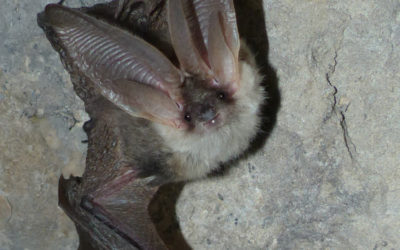 Coup de projecteur sur les chauves-souris en Clarée cet été