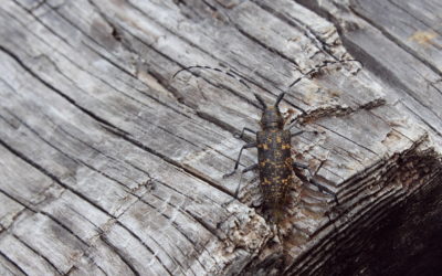 Surveillance sanitaire des forêts de la Clarée par l’ONF