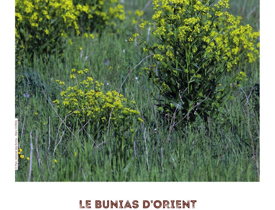 Chantier bénévole d’arrachage du Bunias d’Orient le mardi 27 et le mercredi 28 mai