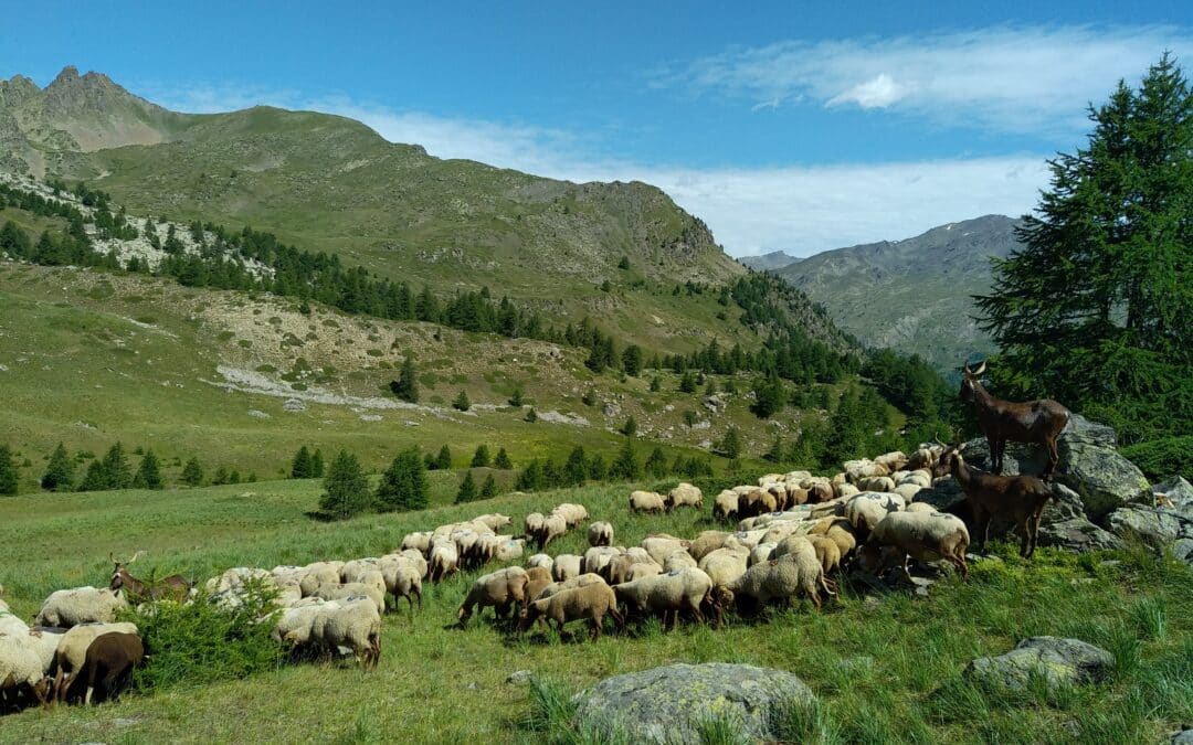 Un médiateur pastoral à Névache pour l’été