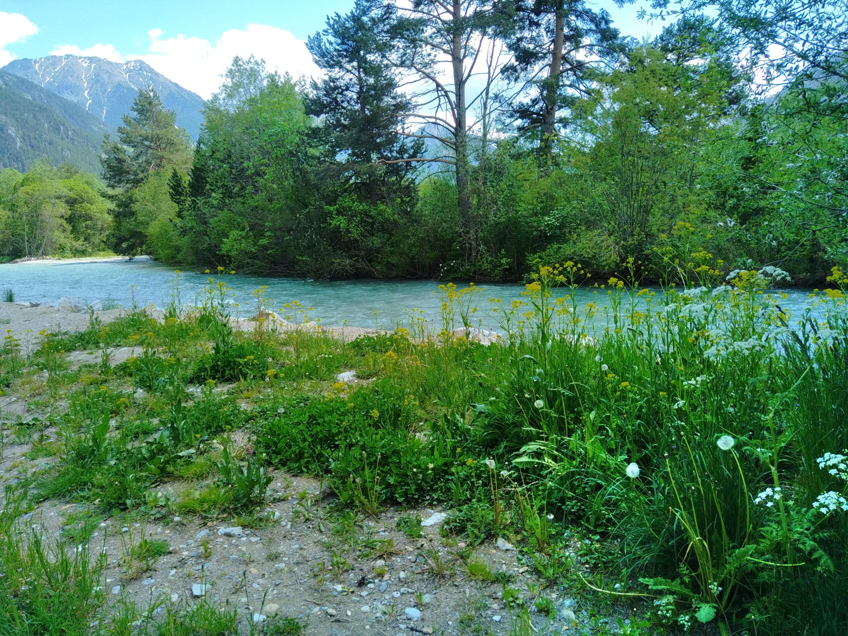 Nouvelle station de Bunias en bord de Clarée concernée par ce nouveau Contrat Natura 2000