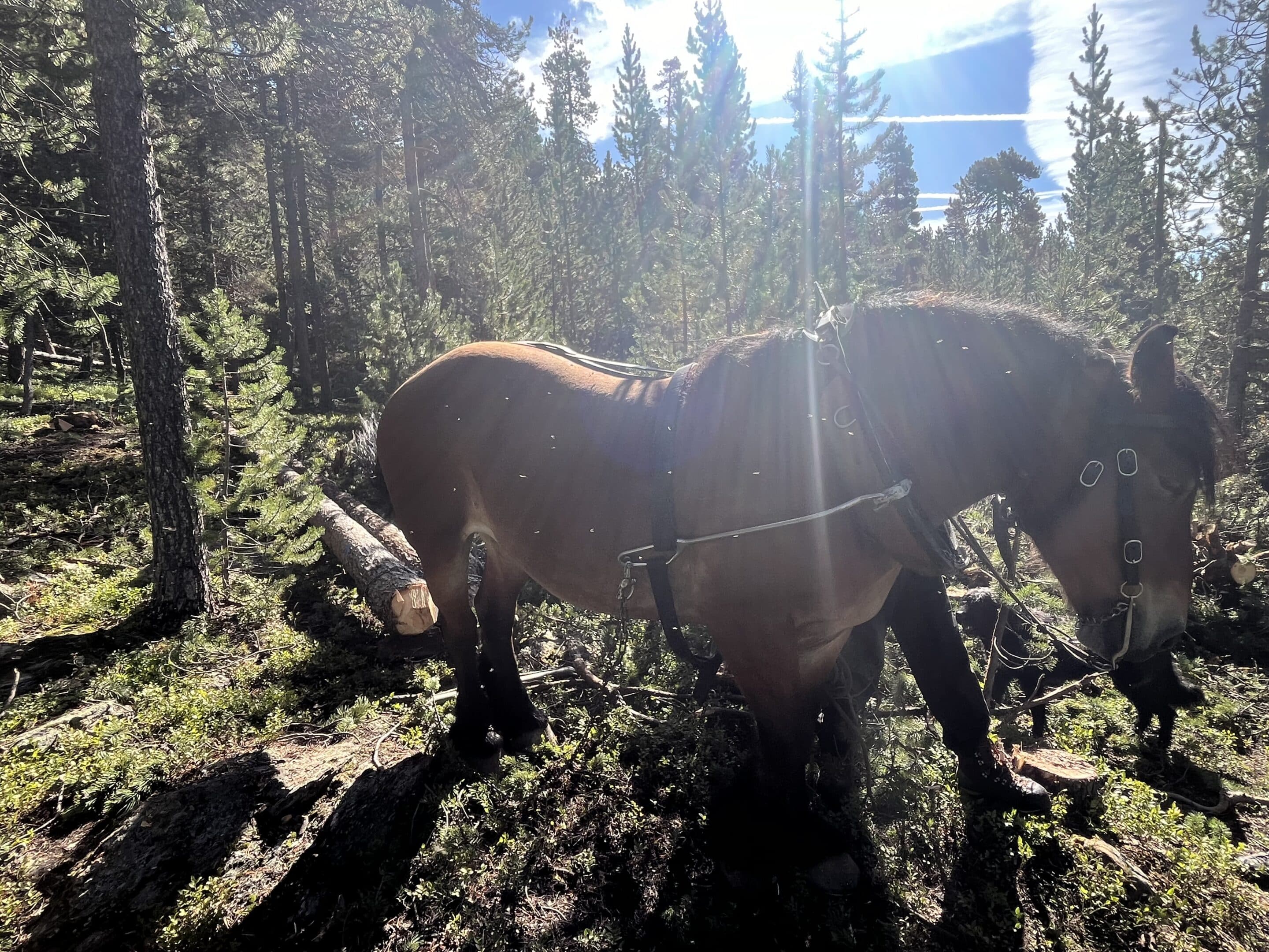Débardage à cheval