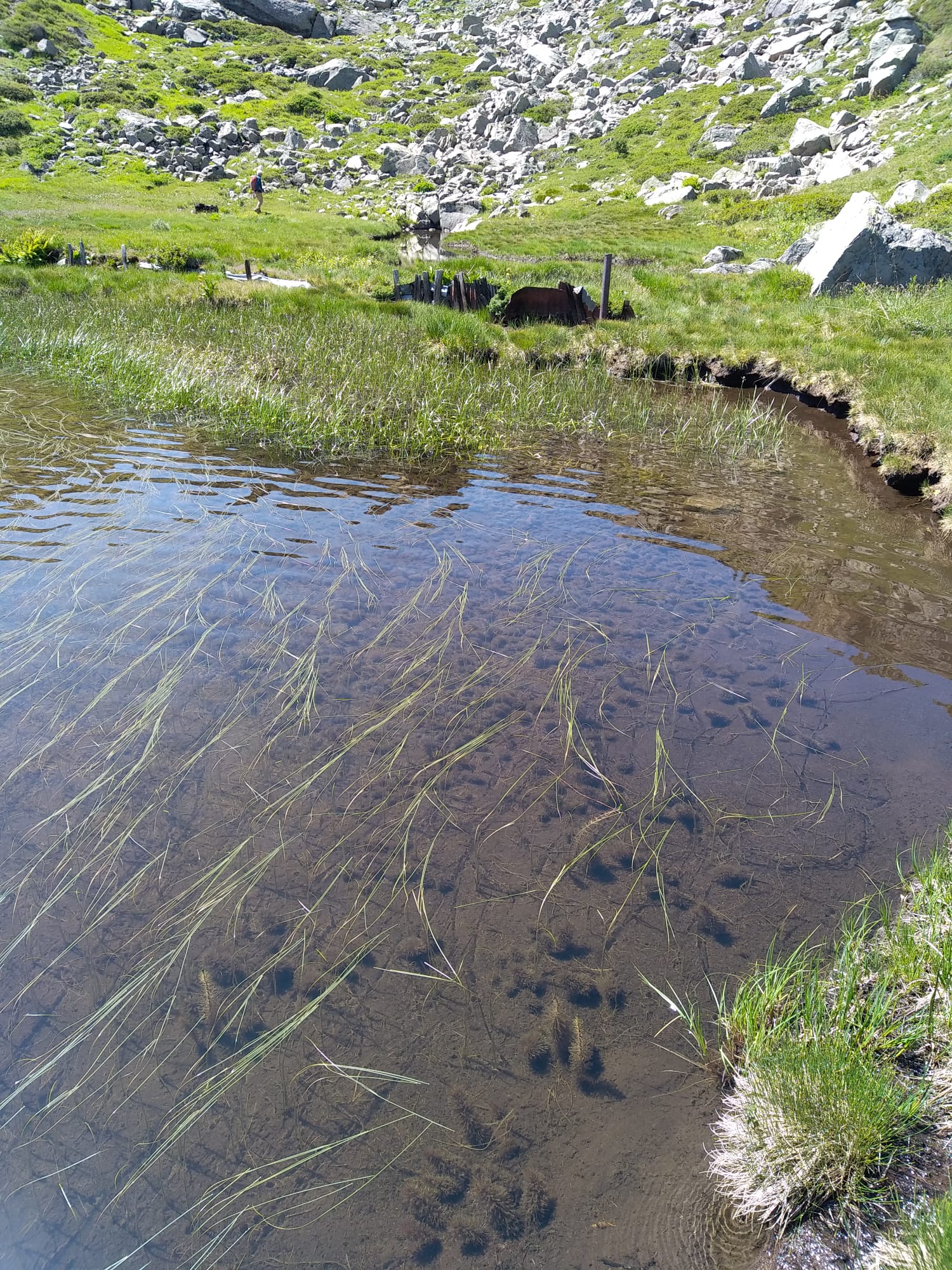 Milieux humides et flore patrimoniale du lac Rond Milieux humides et flore patrimoniale du lac Rond