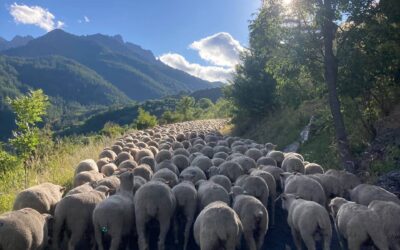 Médiation pastorale en 2025