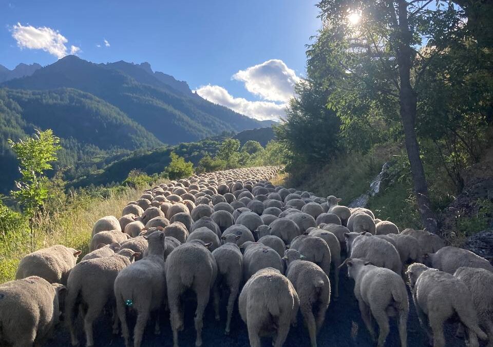 Médiation pastorale en 2025