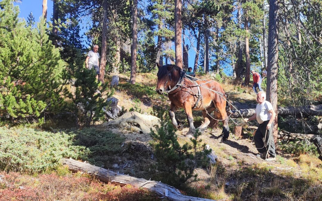Un Contrat Natura 2000 pour une exploitation forestière respectueuse des forêts et des zones humides