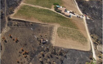 Les bonnes pratiques du débroussaillage