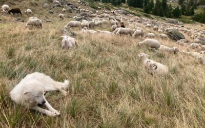 Un médiateur pastoral à Névache cet été
