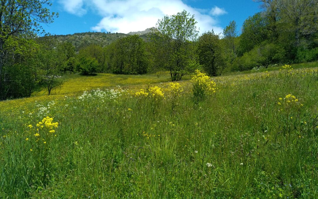 L&rsquo;arrachage du Bunias d&rsquo;Orient continue en 2025