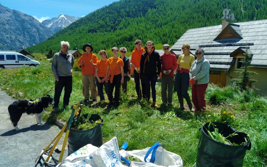 Chantier bénévole d&rsquo;arrachage du Bunias d&rsquo;Orient à Névache la matinée du mercredi 3 juin