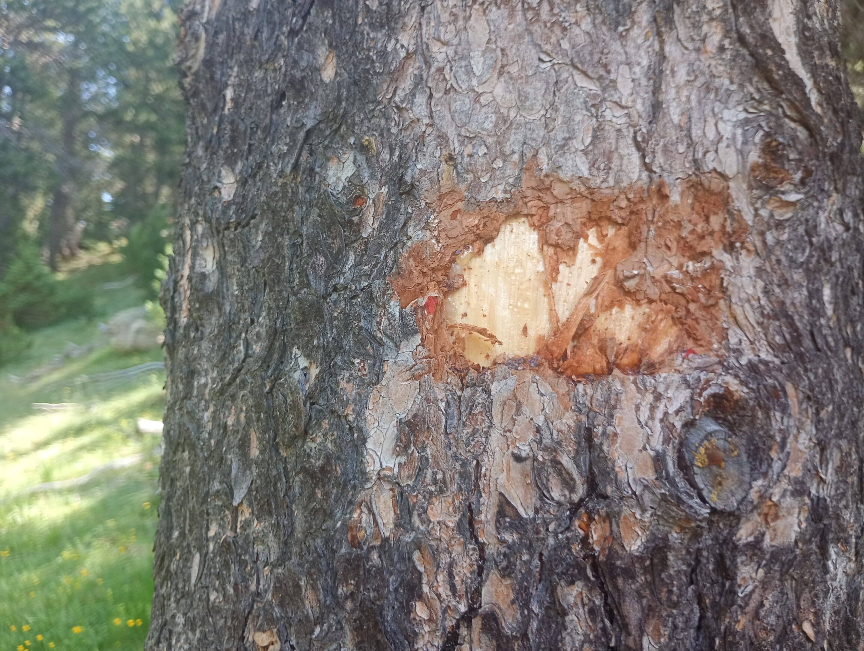 Vandalisme arbre 3
