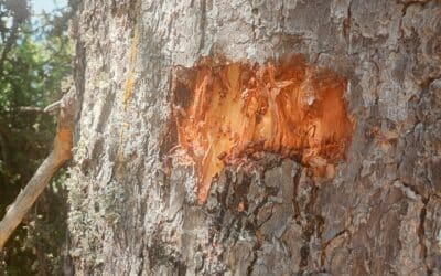 STOP ! Action inutile et délétère pour les arbres