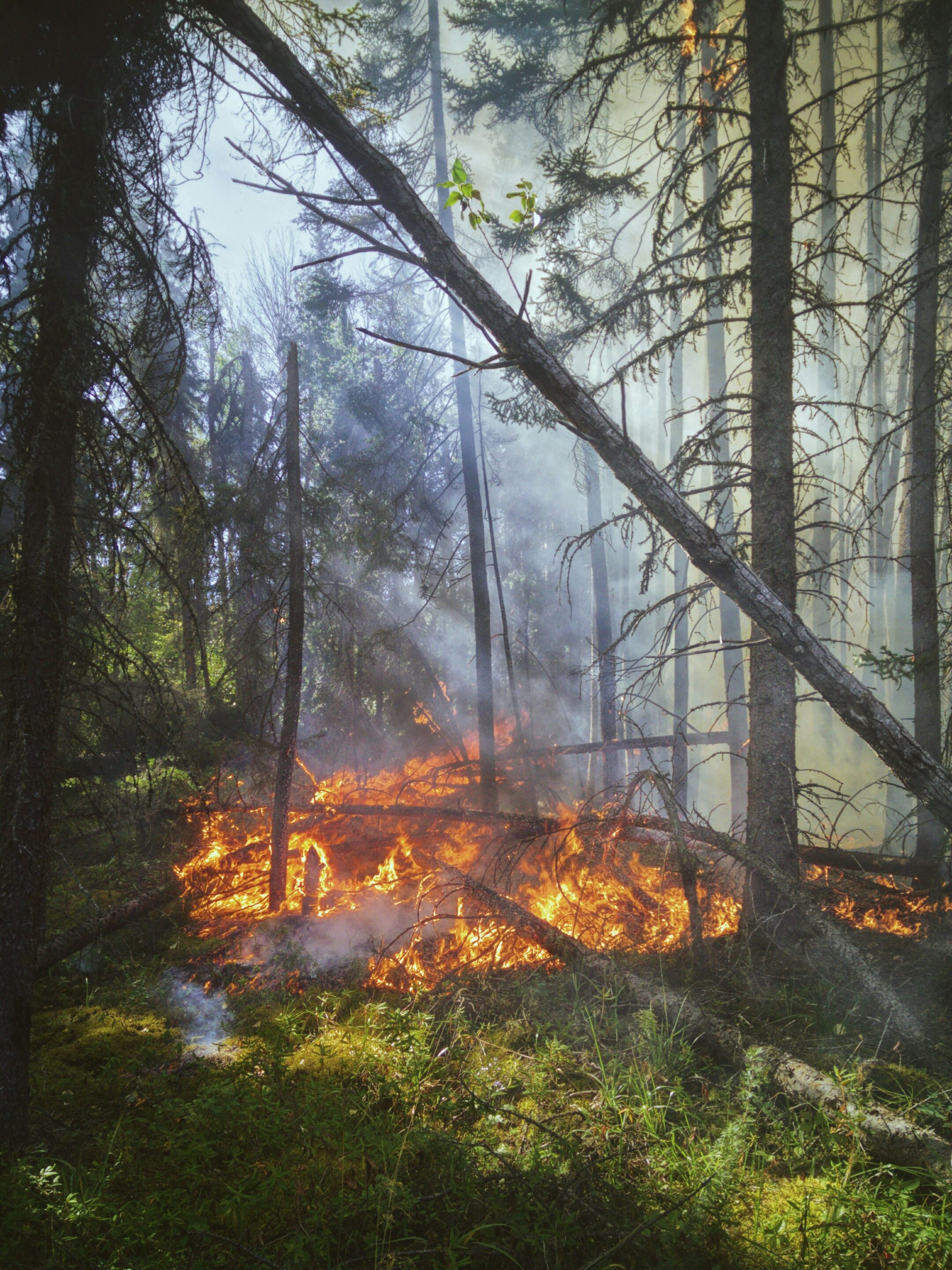 Feu de forêt