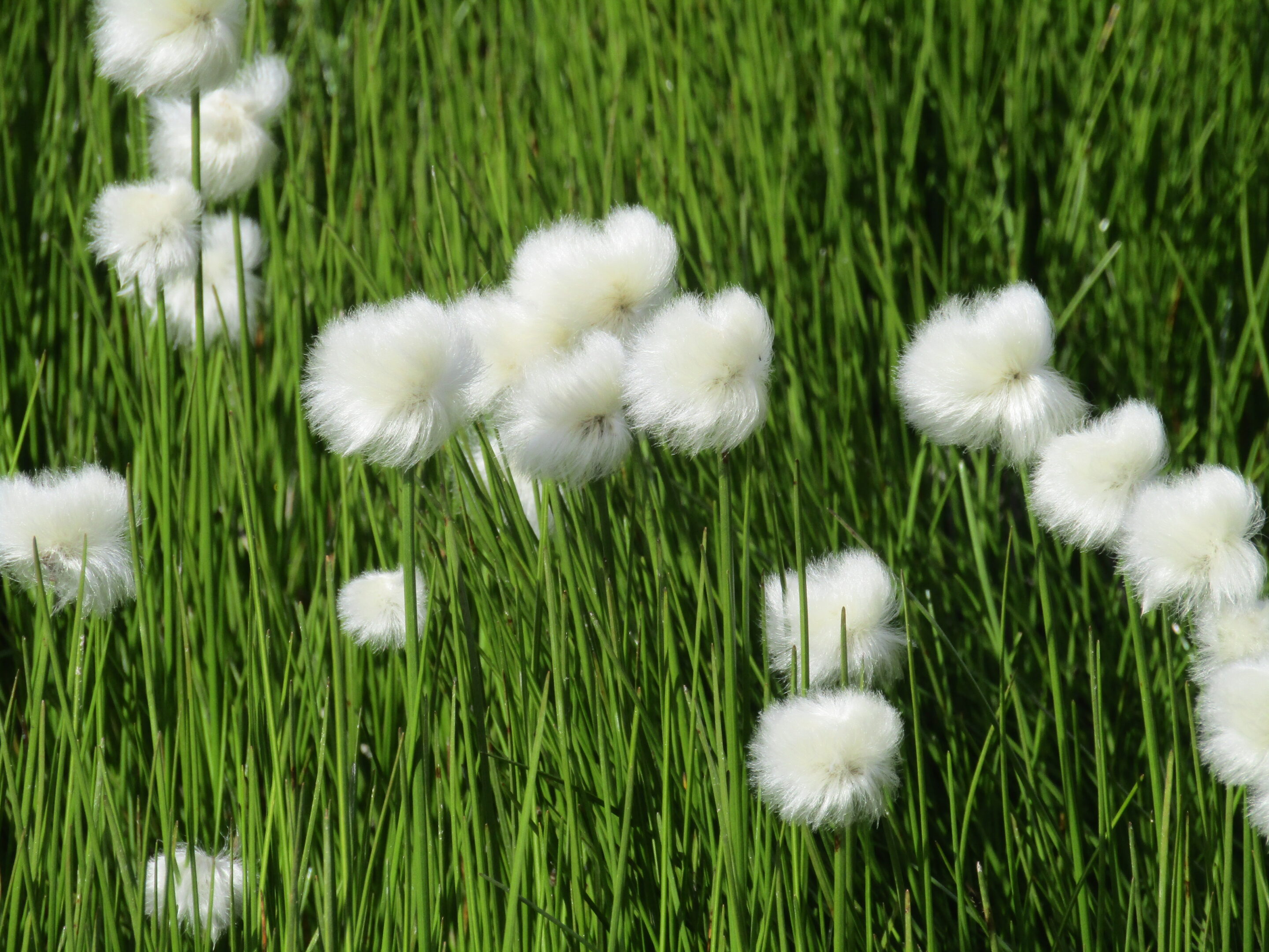 Linaigrette